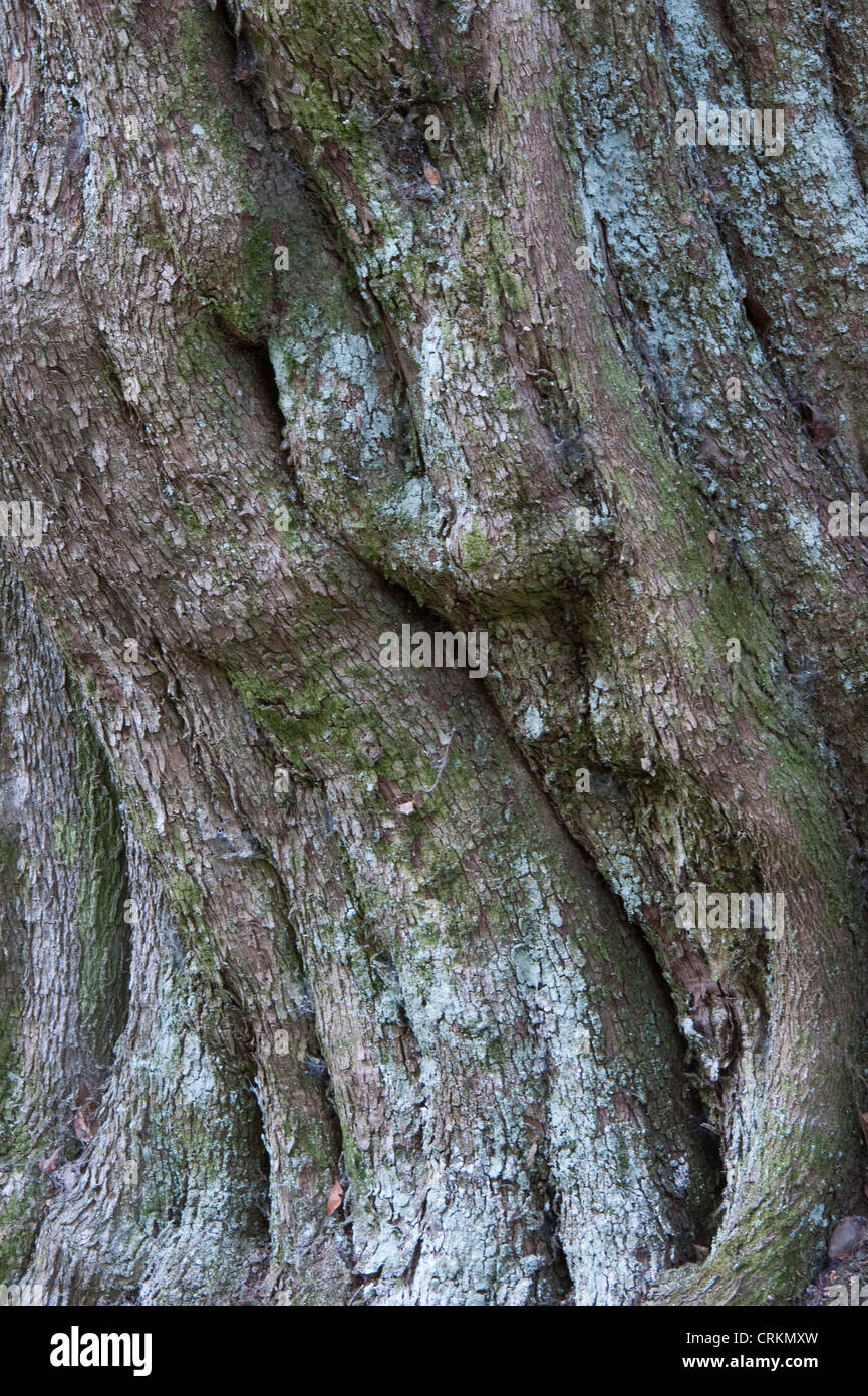 Native trees chile hi-res stock photography and images - Alamy