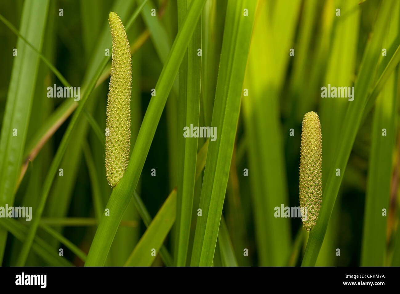 leaf calamus with inflorescence grow in water Stock Photo Alamy