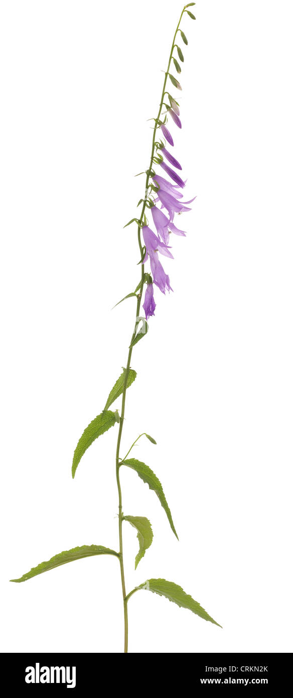 purple flower (Campanula rapunculoides) on white background Stock Photo