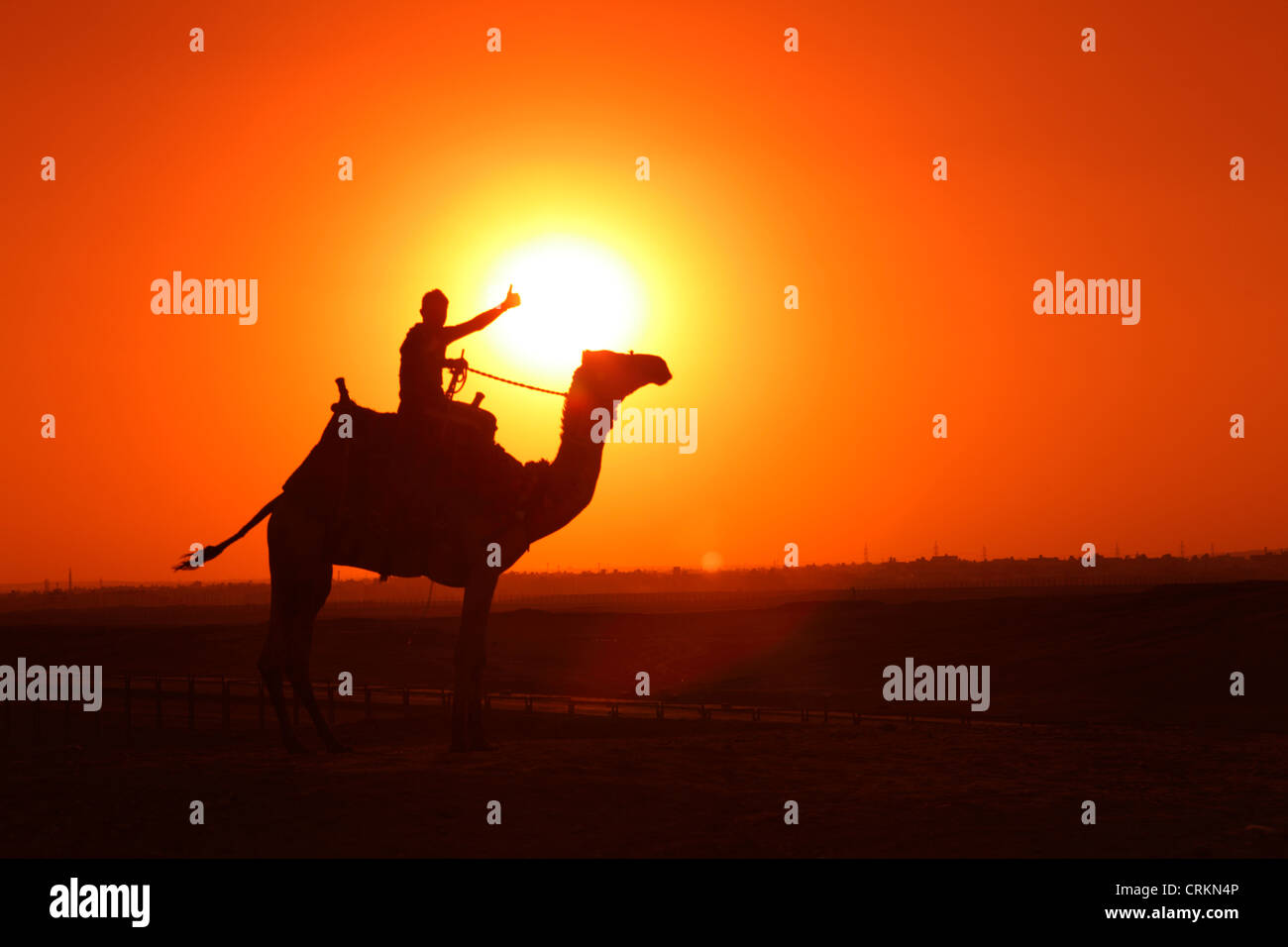 Camel in the desert at sunset, Giza, Egypt Stock Photo - Alamy