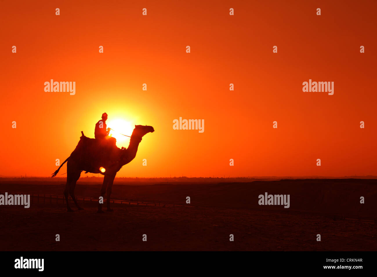 Camel in the desert at sunset, Giza, Egypt Stock Photo - Alamy