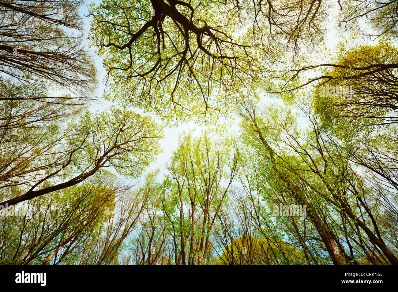Trees in the forest - the crown of leaves against the sky Stock Photo