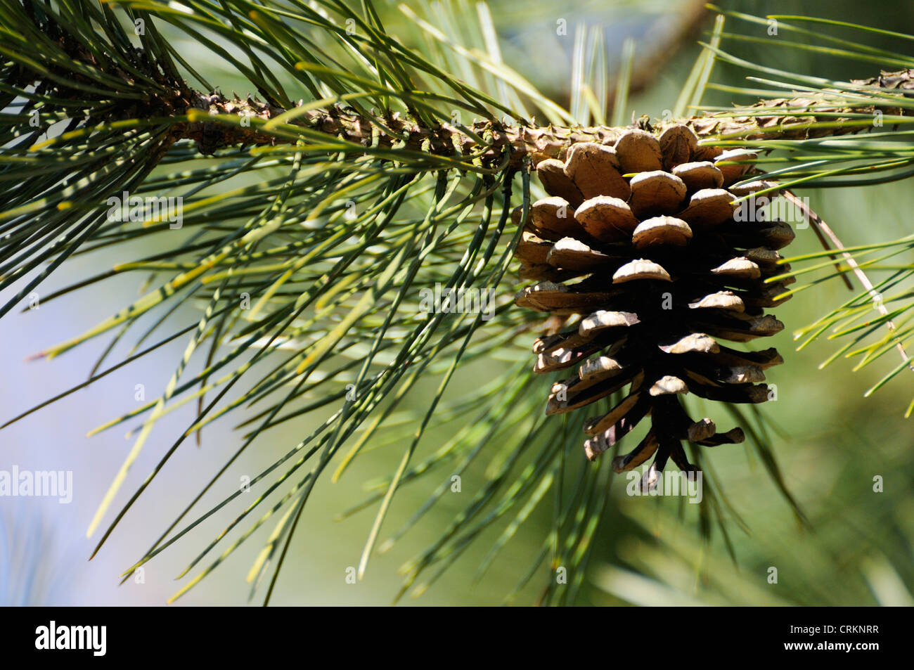 Pinus sylvestris cone hi-res stock photography and images - Alamy