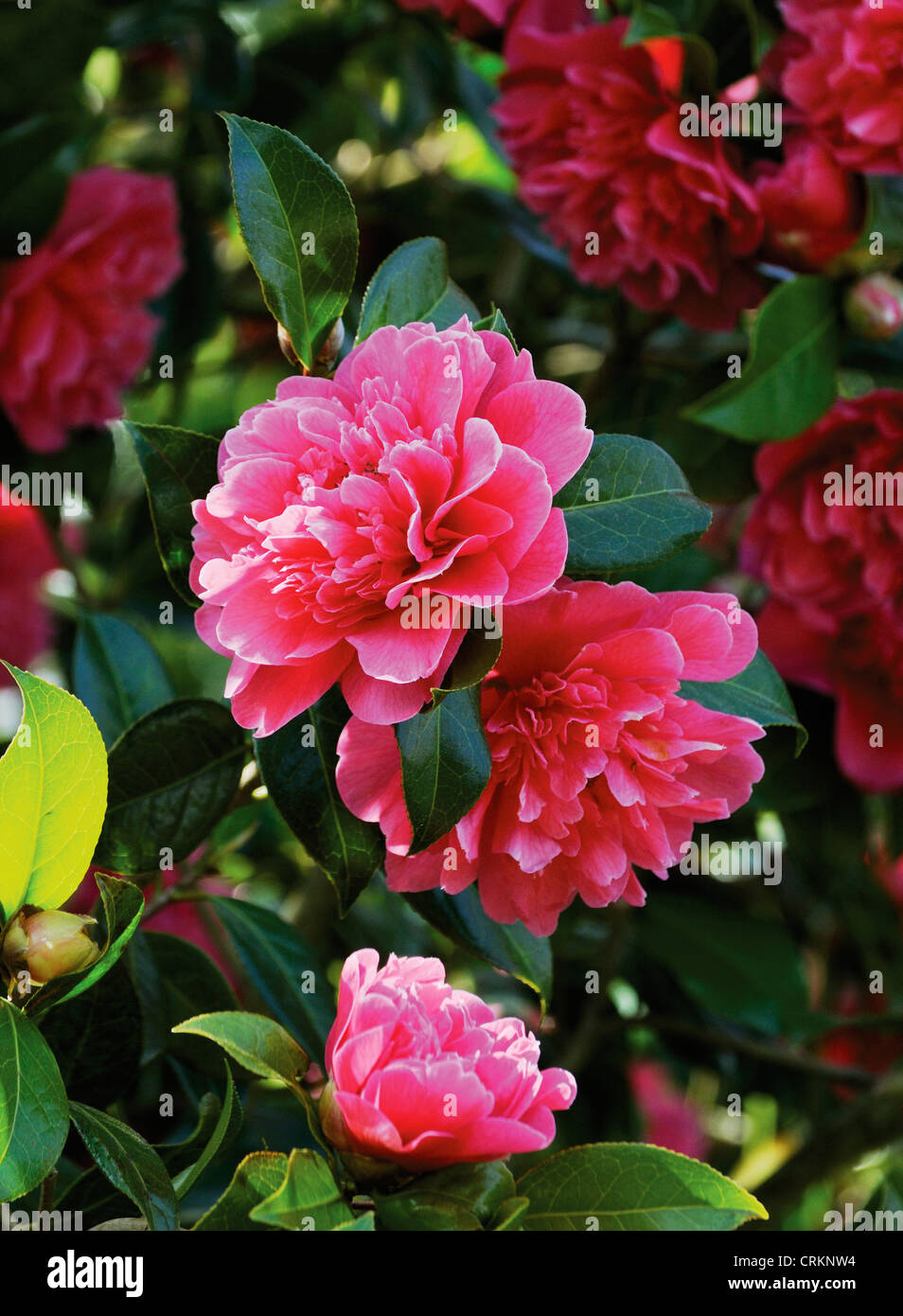 Camellia collection hi-res stock photography and images - Alamy