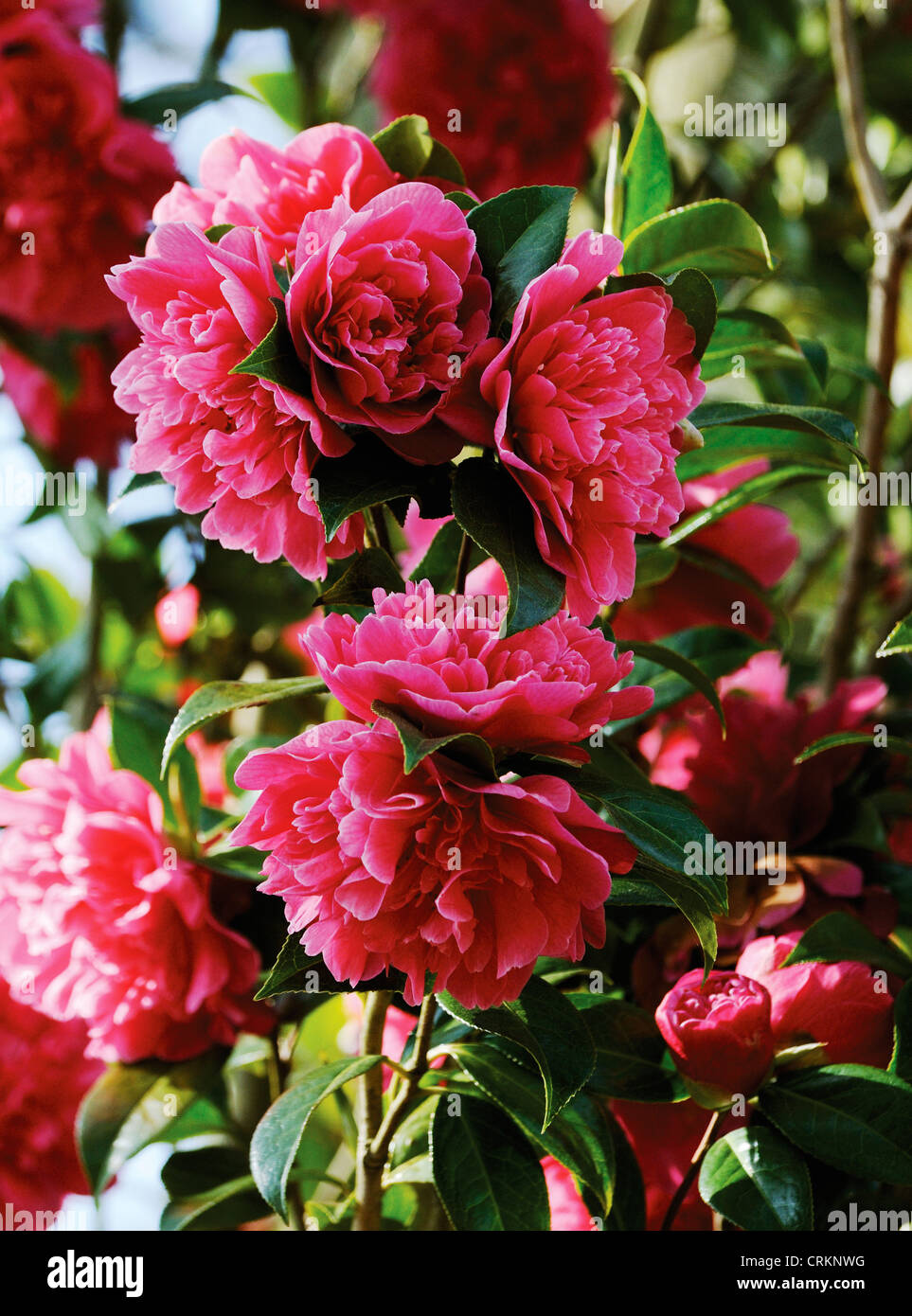 Camellia collection hi-res stock photography and images - Alamy