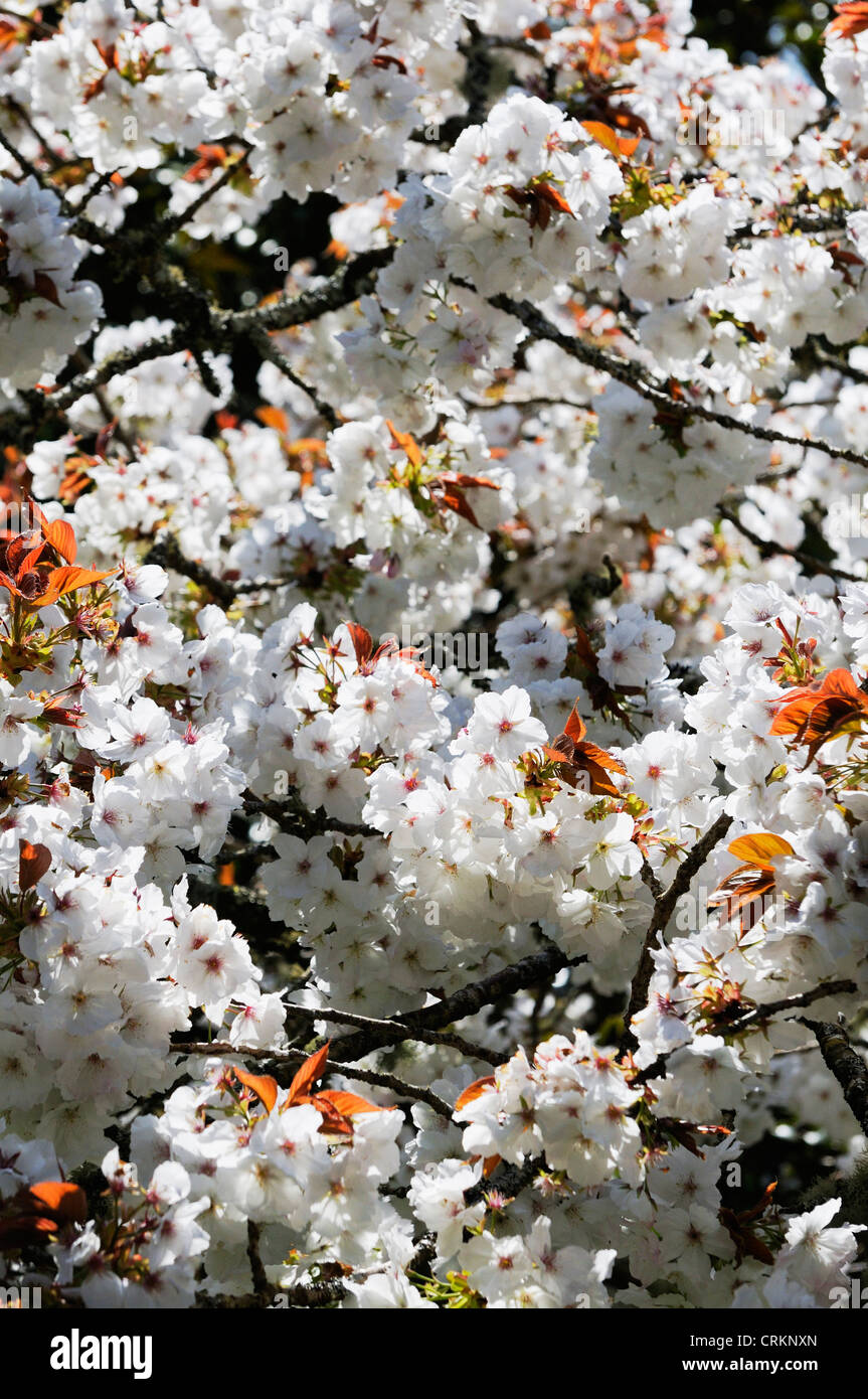 Prunus Shirotae High Resolution Stock Photography And Images Alamy