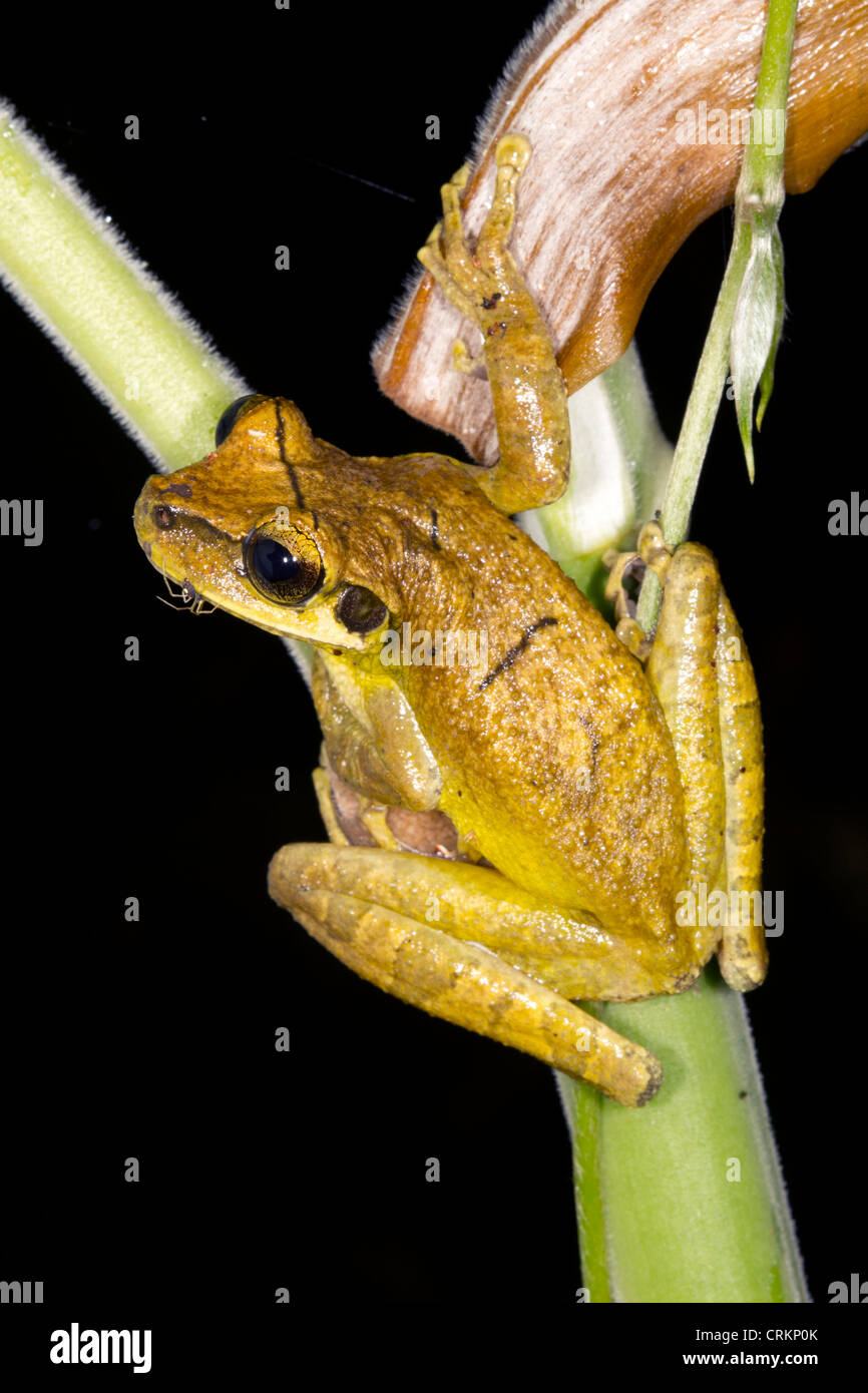 Yasuni Broad Headed Treefrog (Osteocephalus yasuni) in the Ecuadorian Amazon Stock Photo