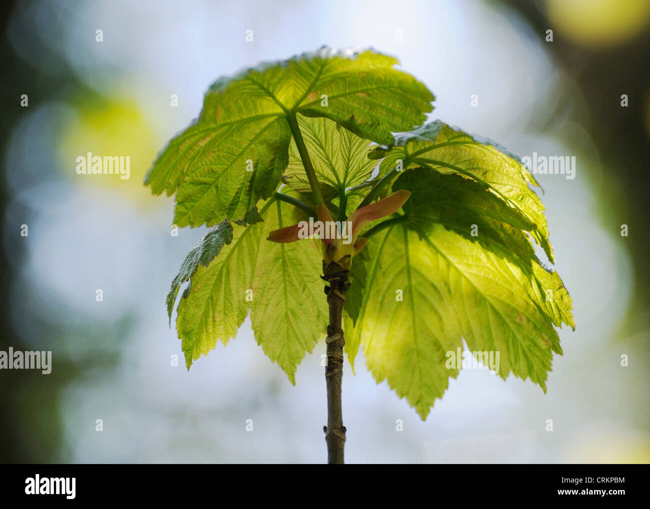 Acer pseudoplatanus, Sycamore Stock Photo