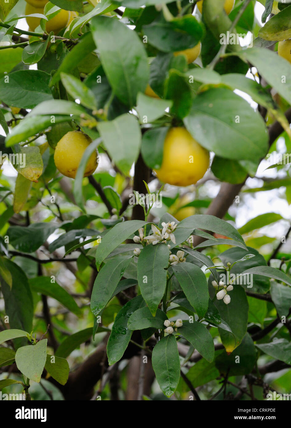 Citrofortunella floridana 'eustis', Limequat Stock Photo Alamy