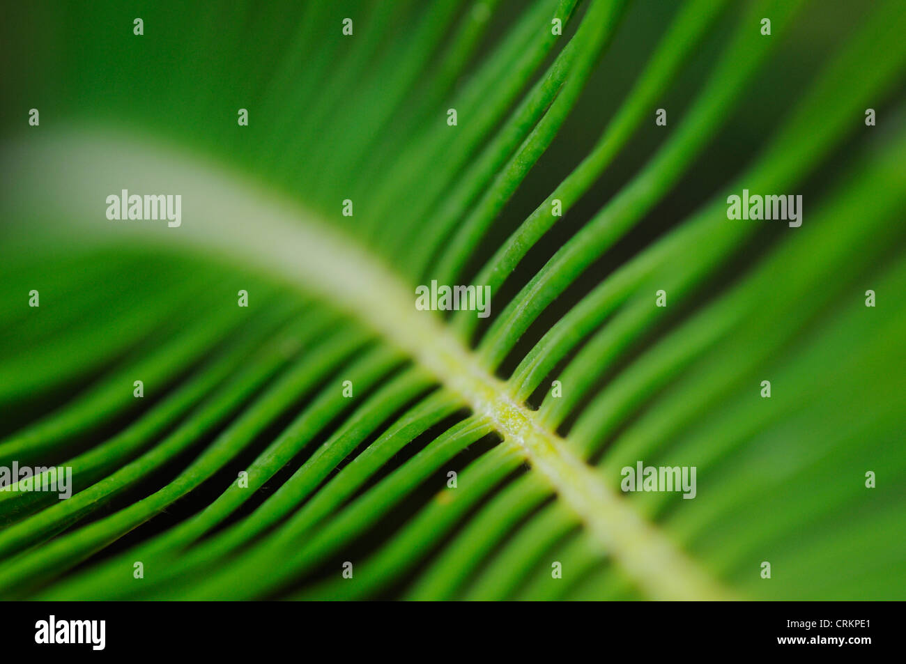 Cycas revoluta, Palm, Sago palm Stock Photo