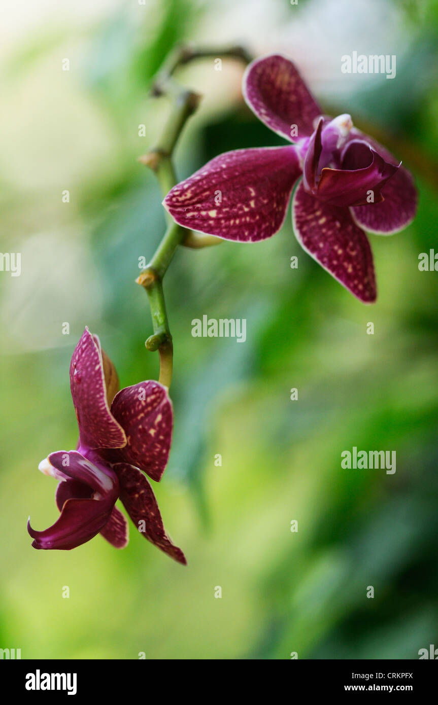 Double orchid bloom hires stock photography and images Alamy