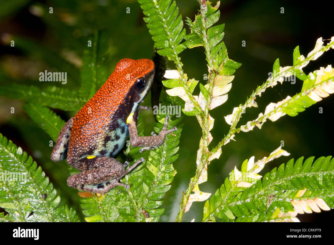 Ecuadorian Poison Frog (Ameerega bilinguis) Stock Photo