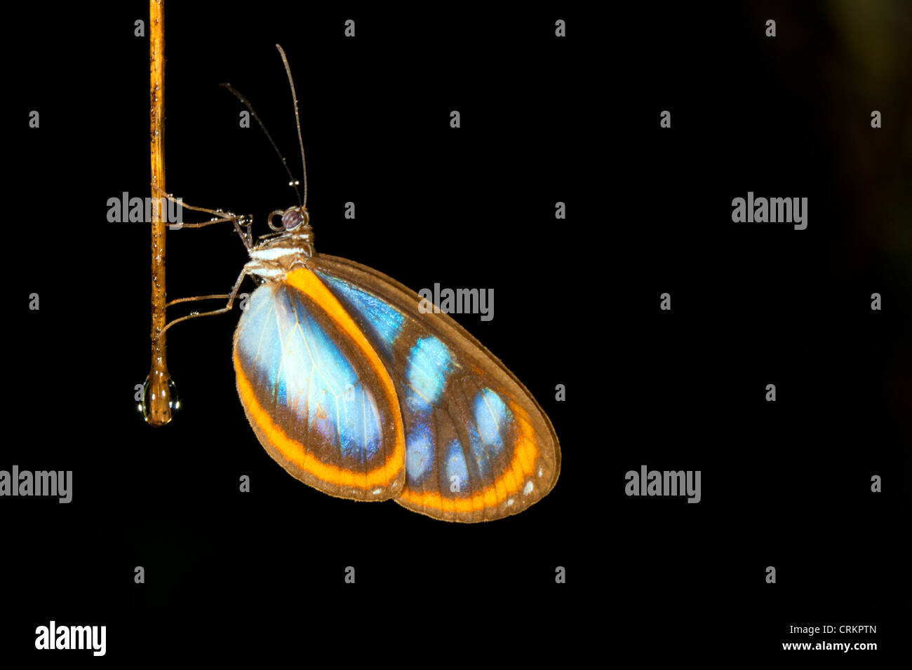 Transparent ithomine butterfly roosting on an aerial root in the rainforest at night Stock Photo