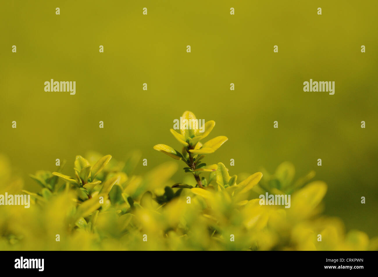 Thymus x citriodorus 'Aurea', Thyme, Golden Lemon thyme Stock Photo