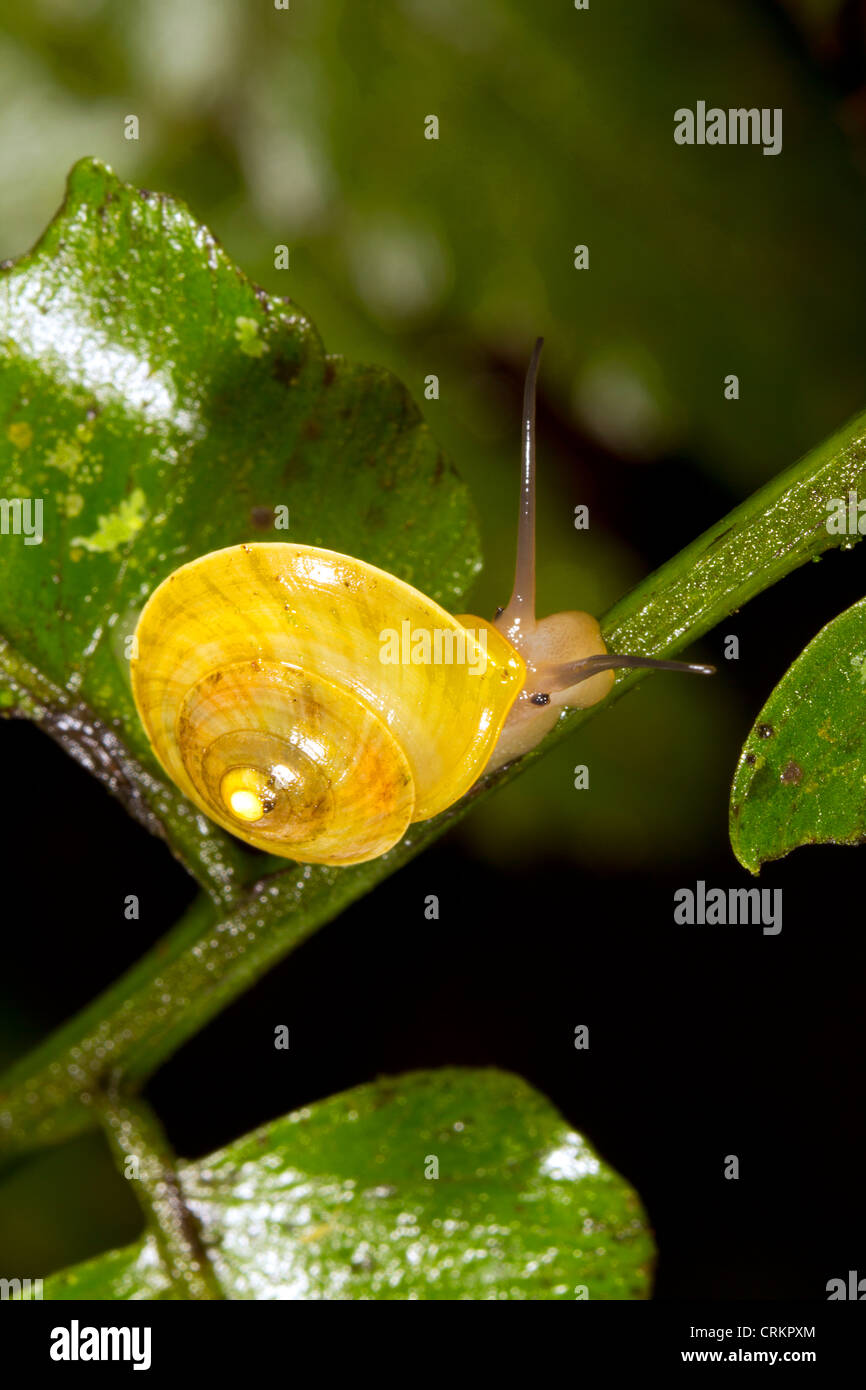 Snail in the rainforest understory, Ecuador Stock Photo