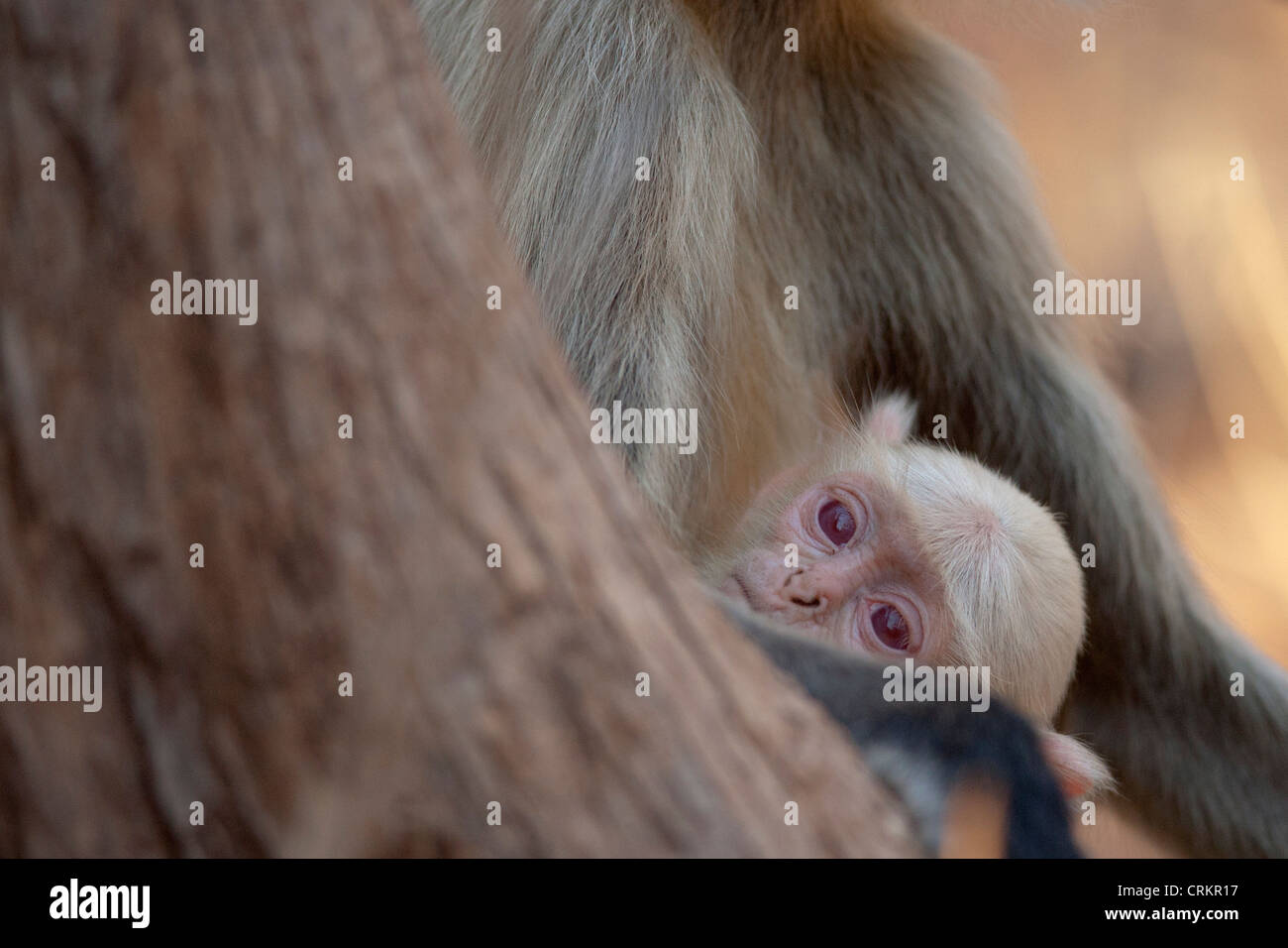 Albino monkey hi-res stock photography and images - Alamy