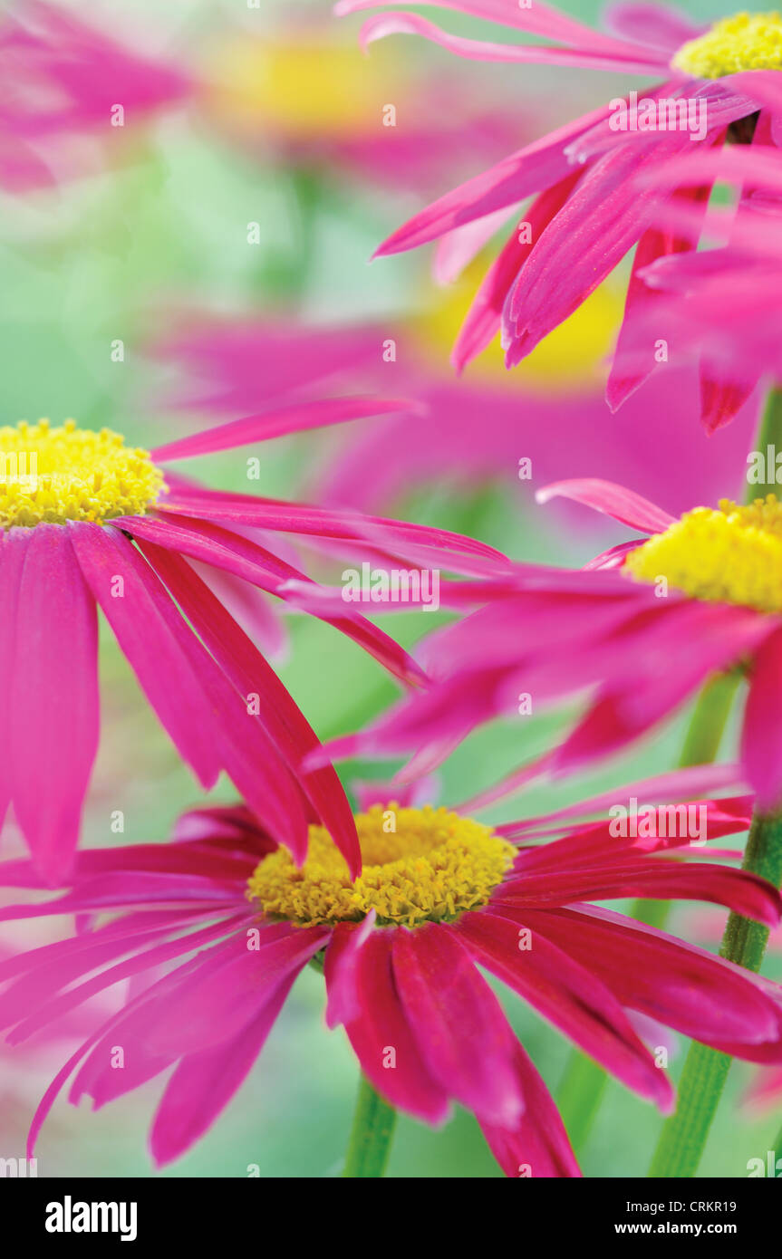 Tanacetum coccineum 'Robinson's Red', Painted Daisy Stock Photo