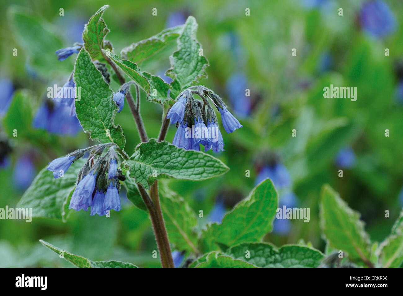 Pulmonaria angustifolia, Lungwort Stock Photo
