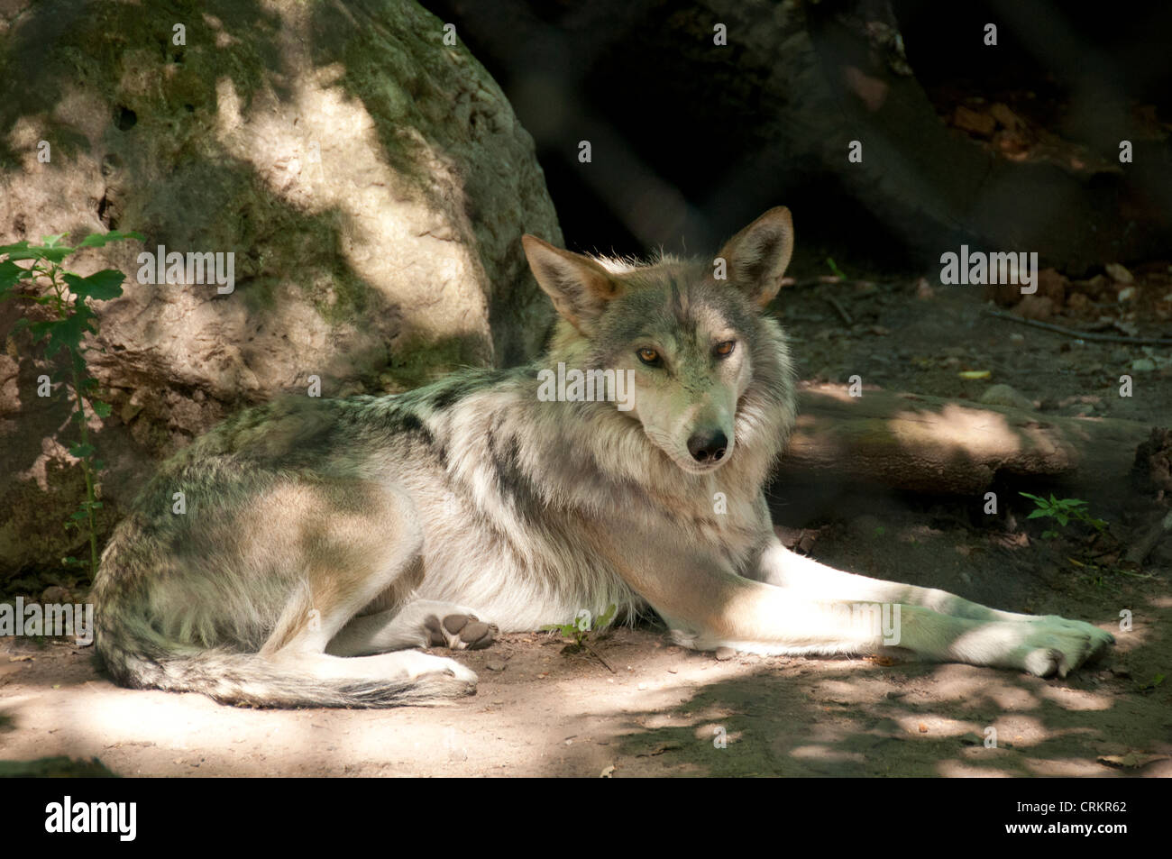 Mexican gray wolf. Stock Photo