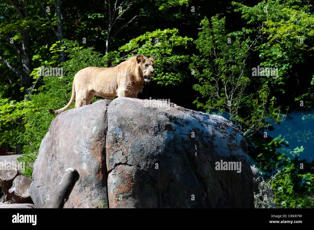 Male lion standing rock hi-res stock photography and images - Alamy