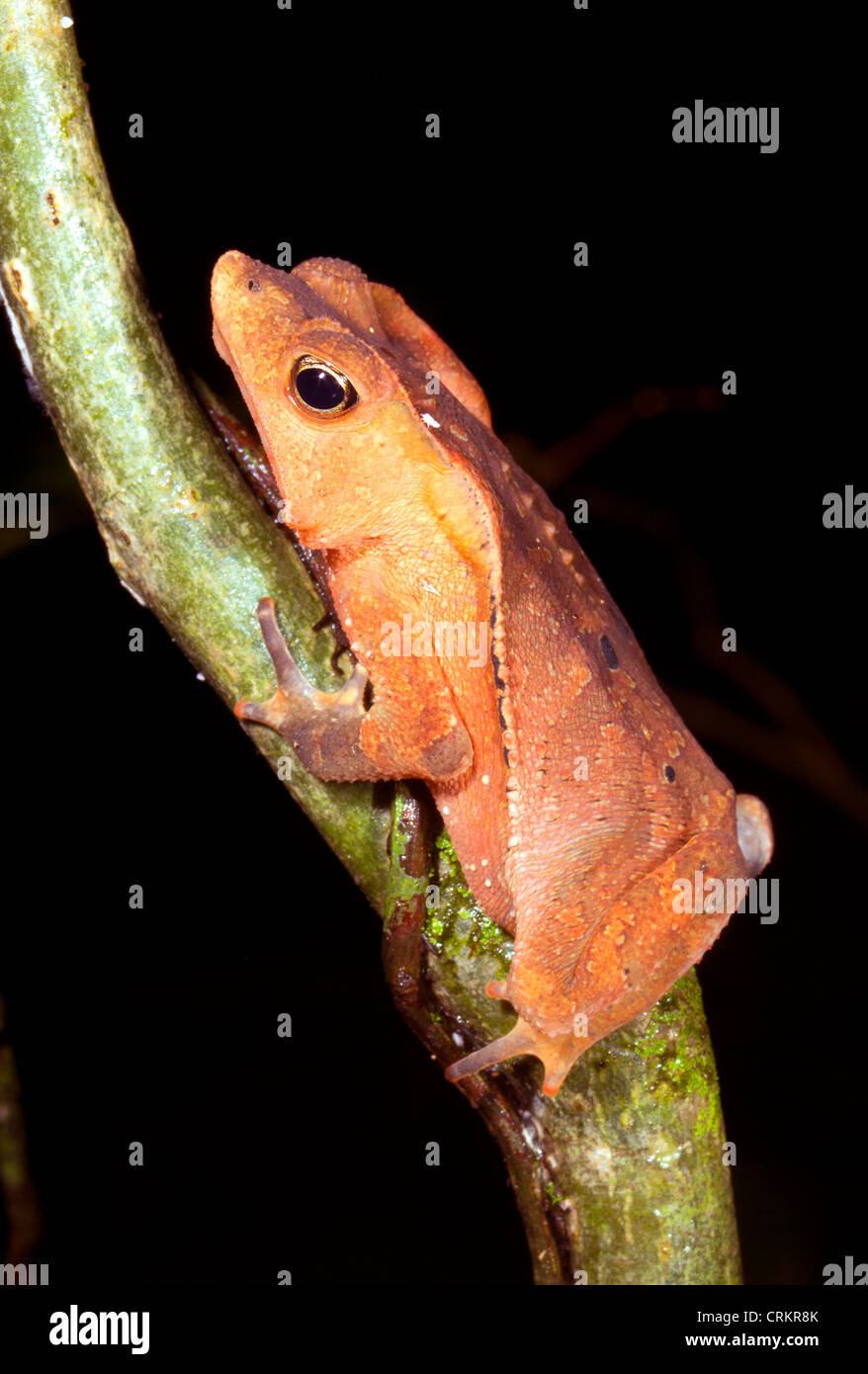 Common Forest Toad (Rhinella margaritifer) sleeping precariously at night on a branch Stock Photo