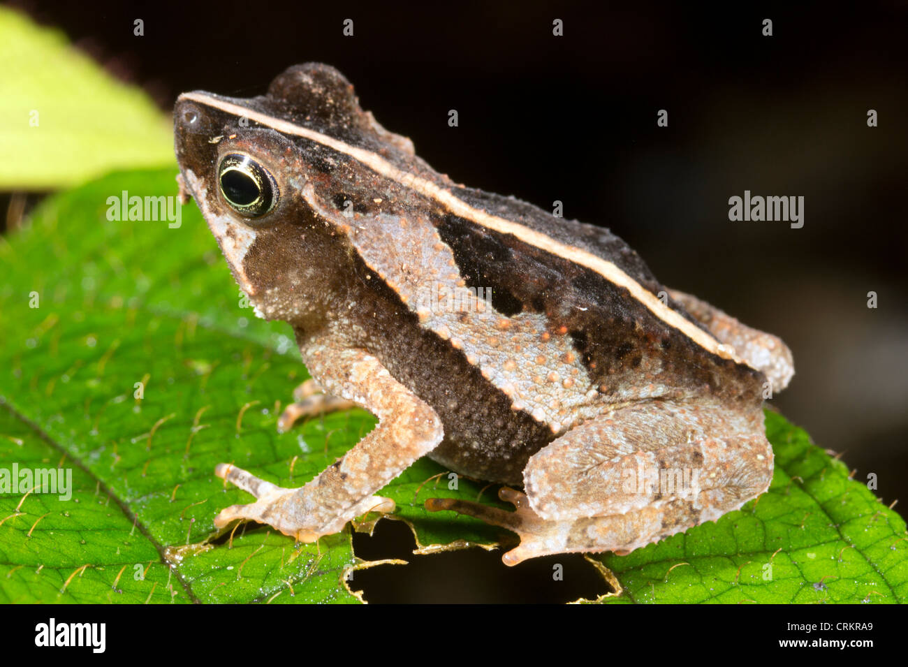 Common Forest Toad (Rhinella margaritifer) in the rainforest understory, Ecuador Stock Photo