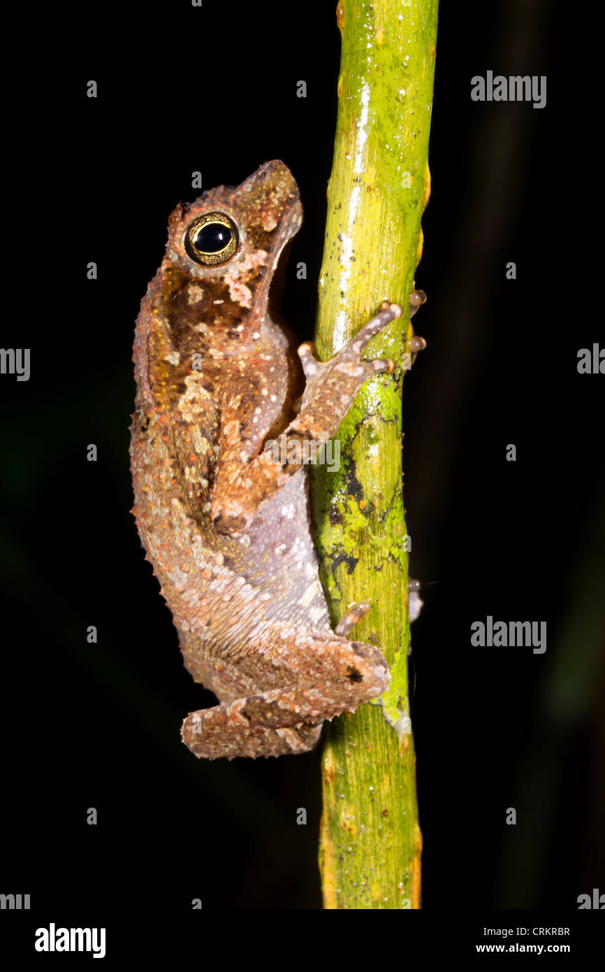 Common Forest Toad (Rhinella margaritifer) sleeping precariously at night on a branch Stock Photo