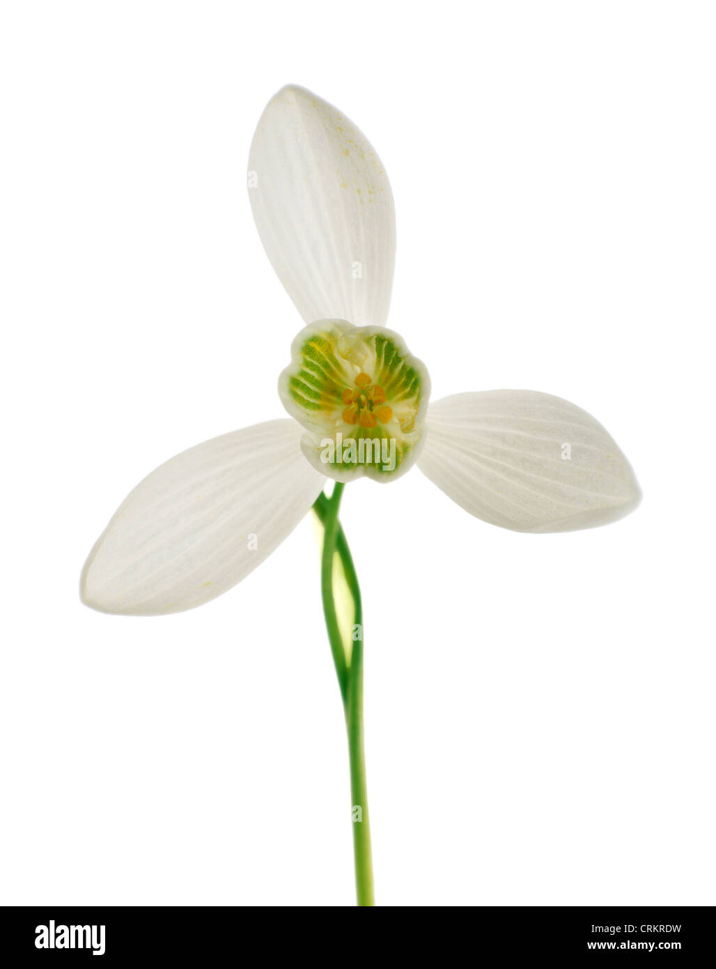 Galanthus nivalis, Snowdrop Stock Photo
