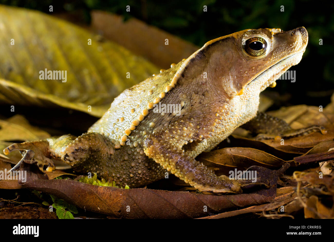 Crested Forest Toad (Rhinella dapsilis) Stock Photo