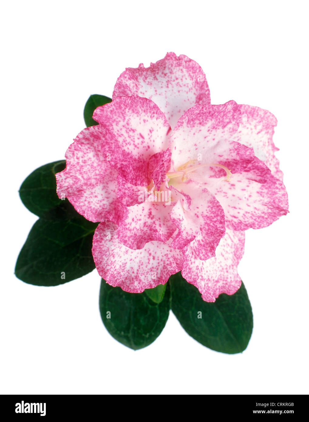 Camellia, pink and white flower with leaves against a white background. Stock Photo