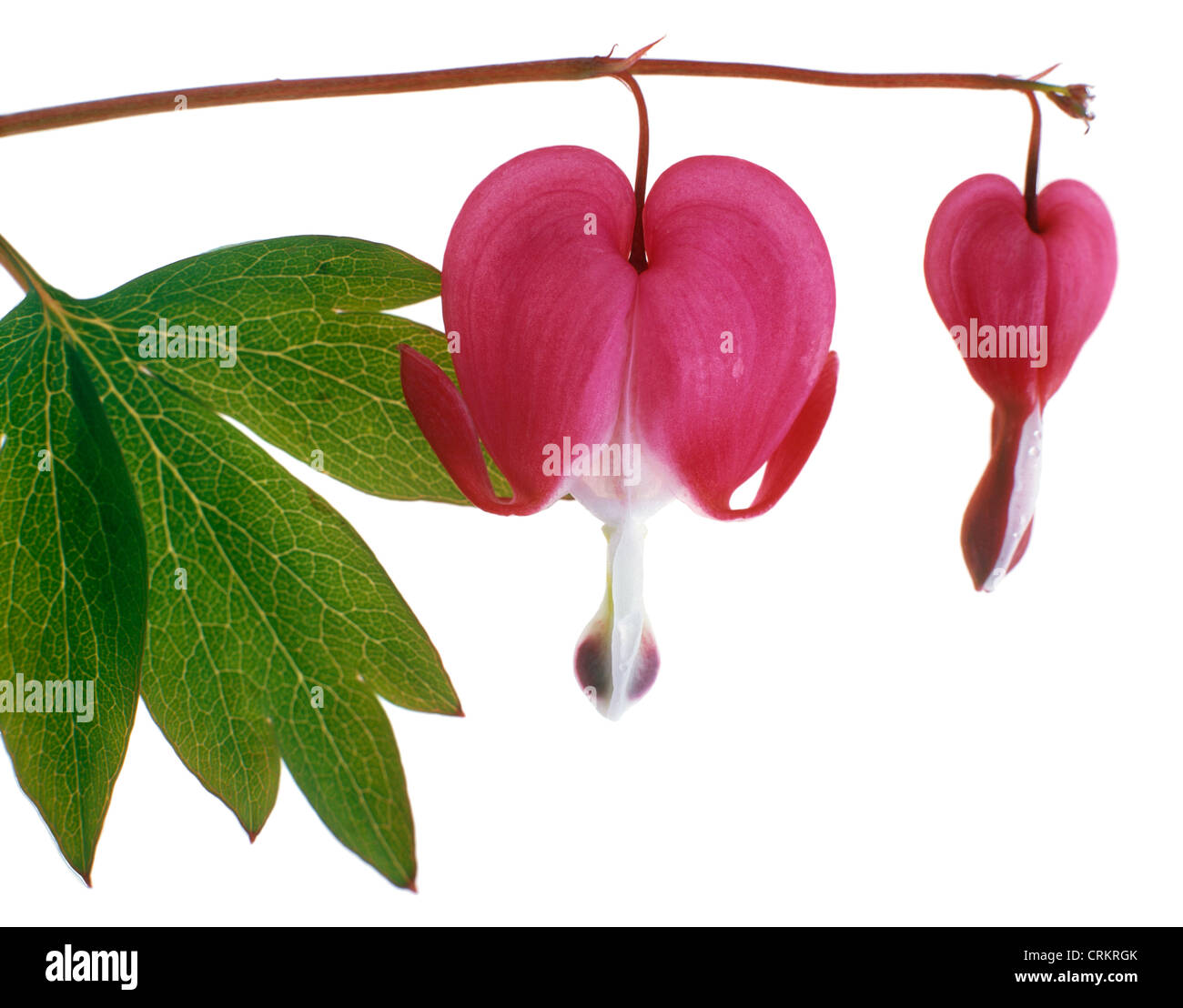 Dicentra spectabilis, Bleeding heart Stock Photo Alamy