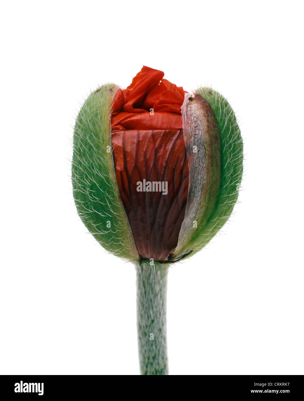 Papaver, Poppy, Red flower petals emerging from a green bud against a white background. Stock Photo