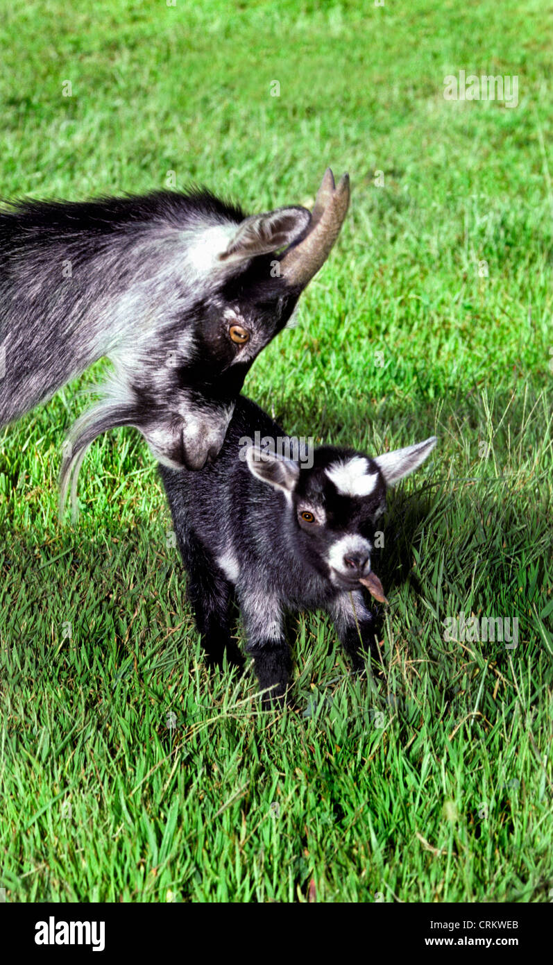 Pygmy goats: Nanny nuzzles her kid, Missouri USA Stock Photo