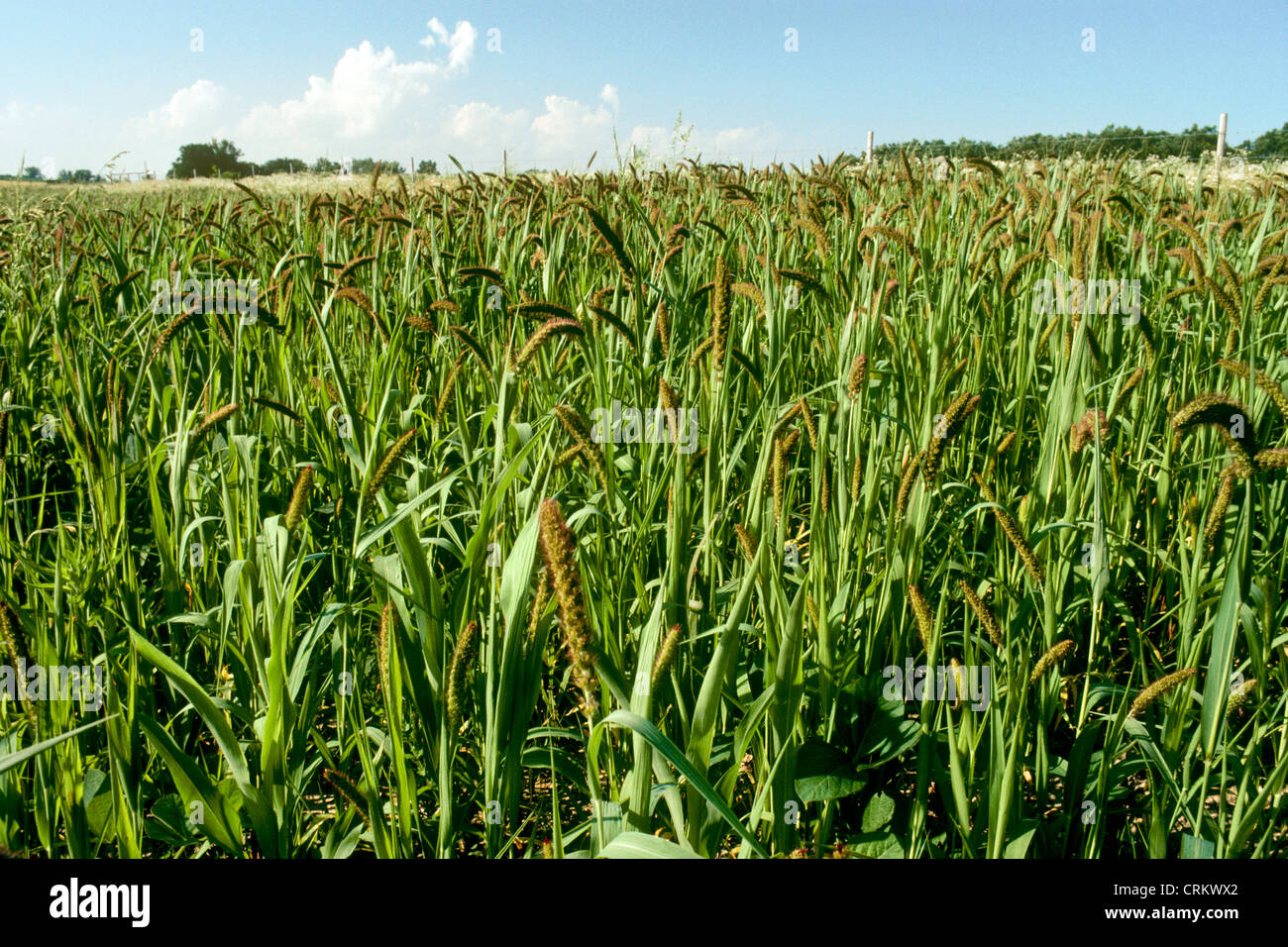 Soybeans growing in field, Iowa, USA Stock Photo Alamy