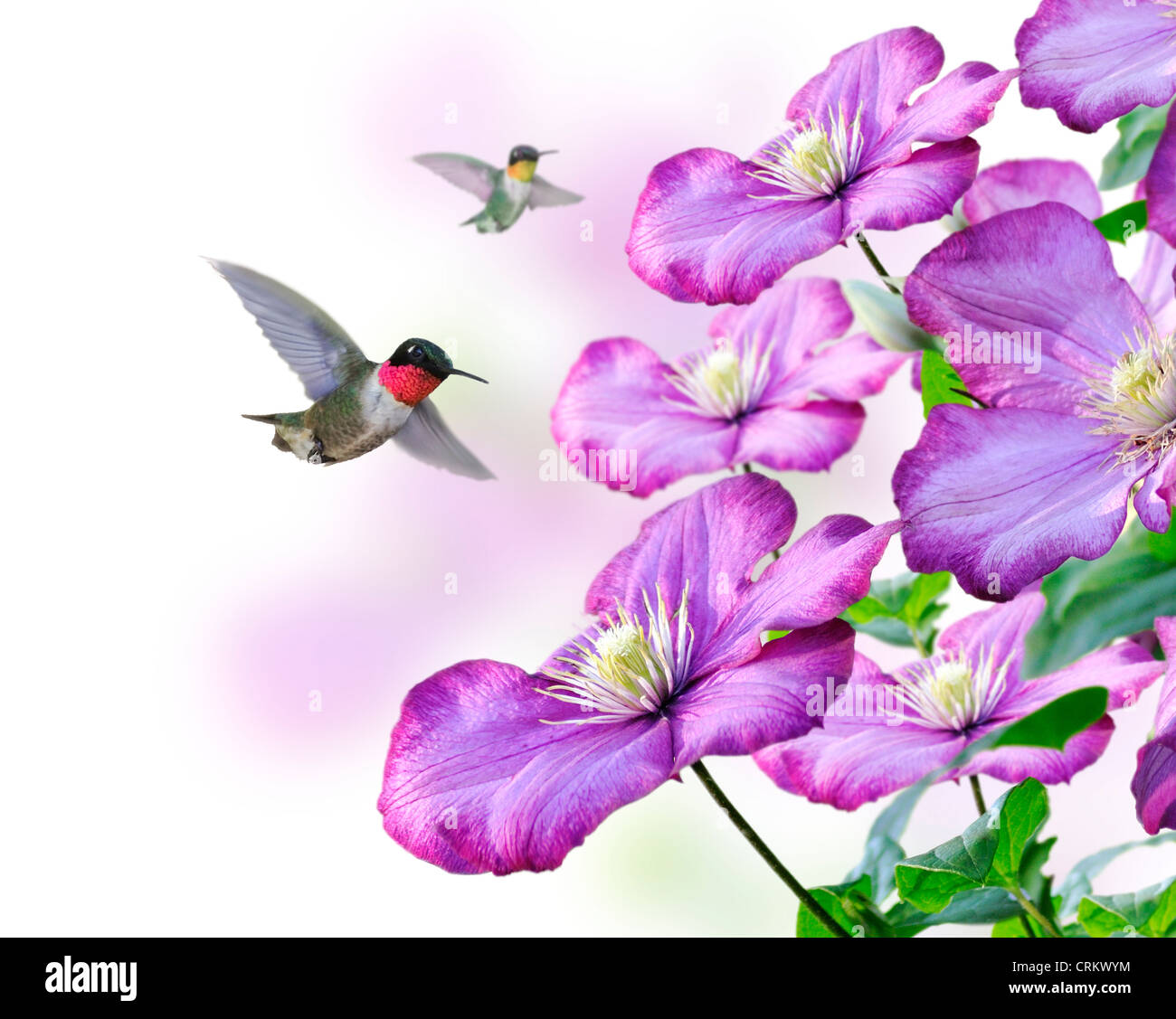 Flowers And Hummingbirds On White Background Stock Photo