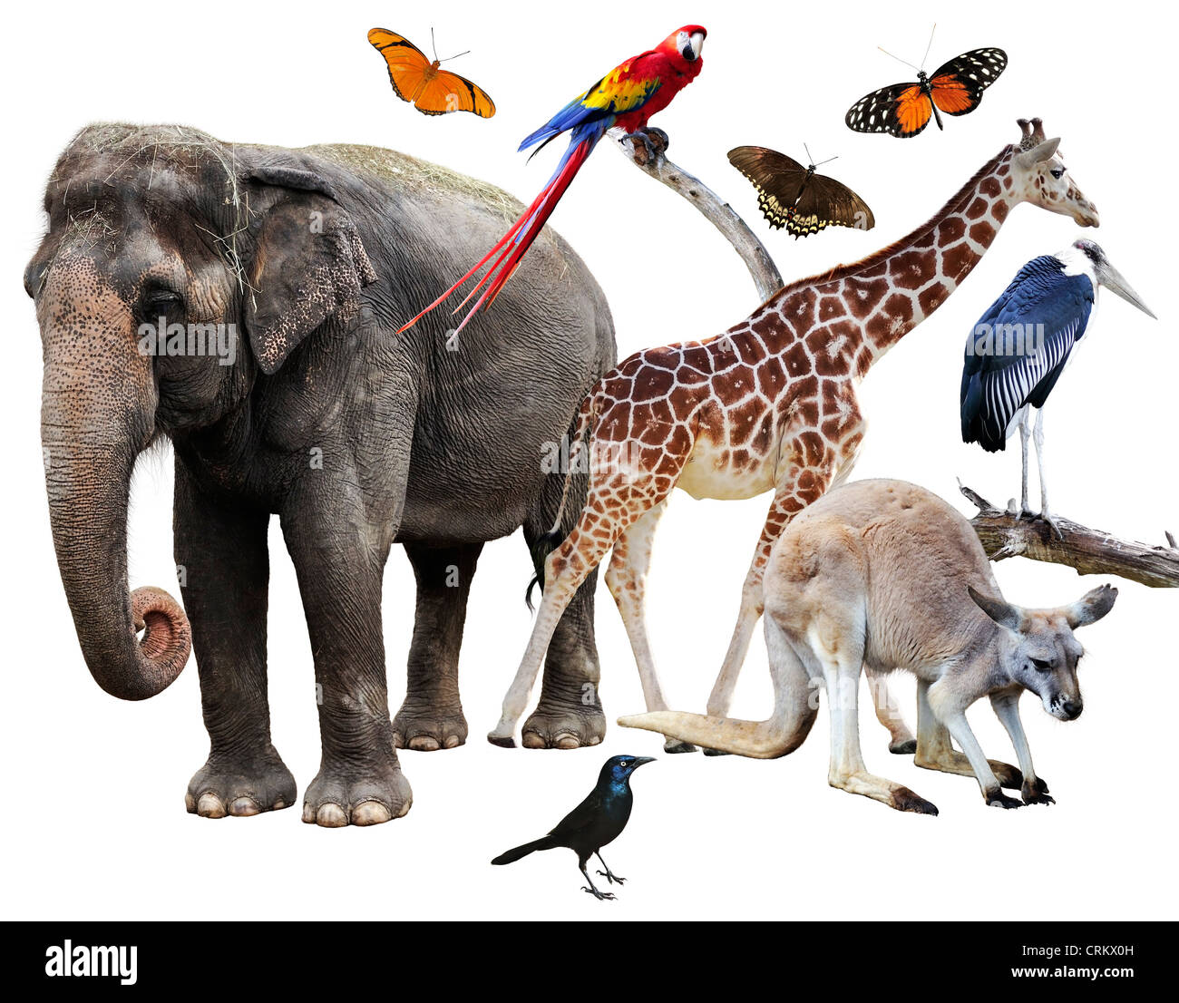 Collage Of Animals Images On White Background Stock Photo