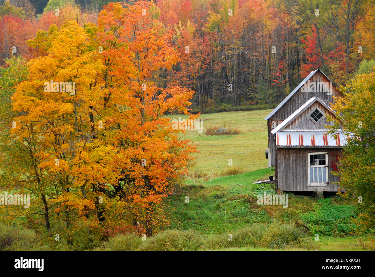 Sugar Maple house with barn from behind in fall, Vermont, USA Stock