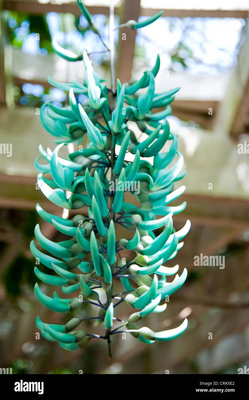 Jade vine in Grand Cayman Botanic Park Stock Photo