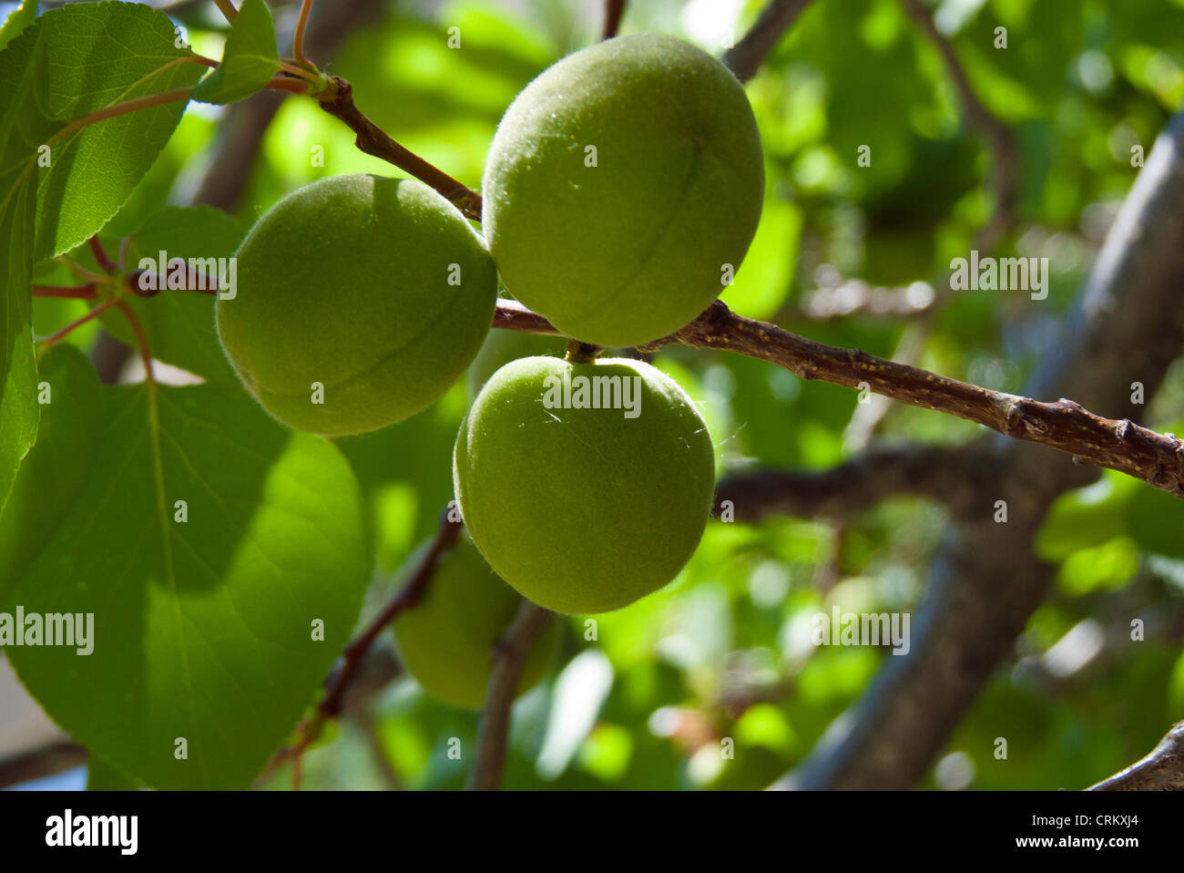 Three green apricots (Prunus armeniaca) ripening on the tree, Loveland, Colorado USA Stock Photo