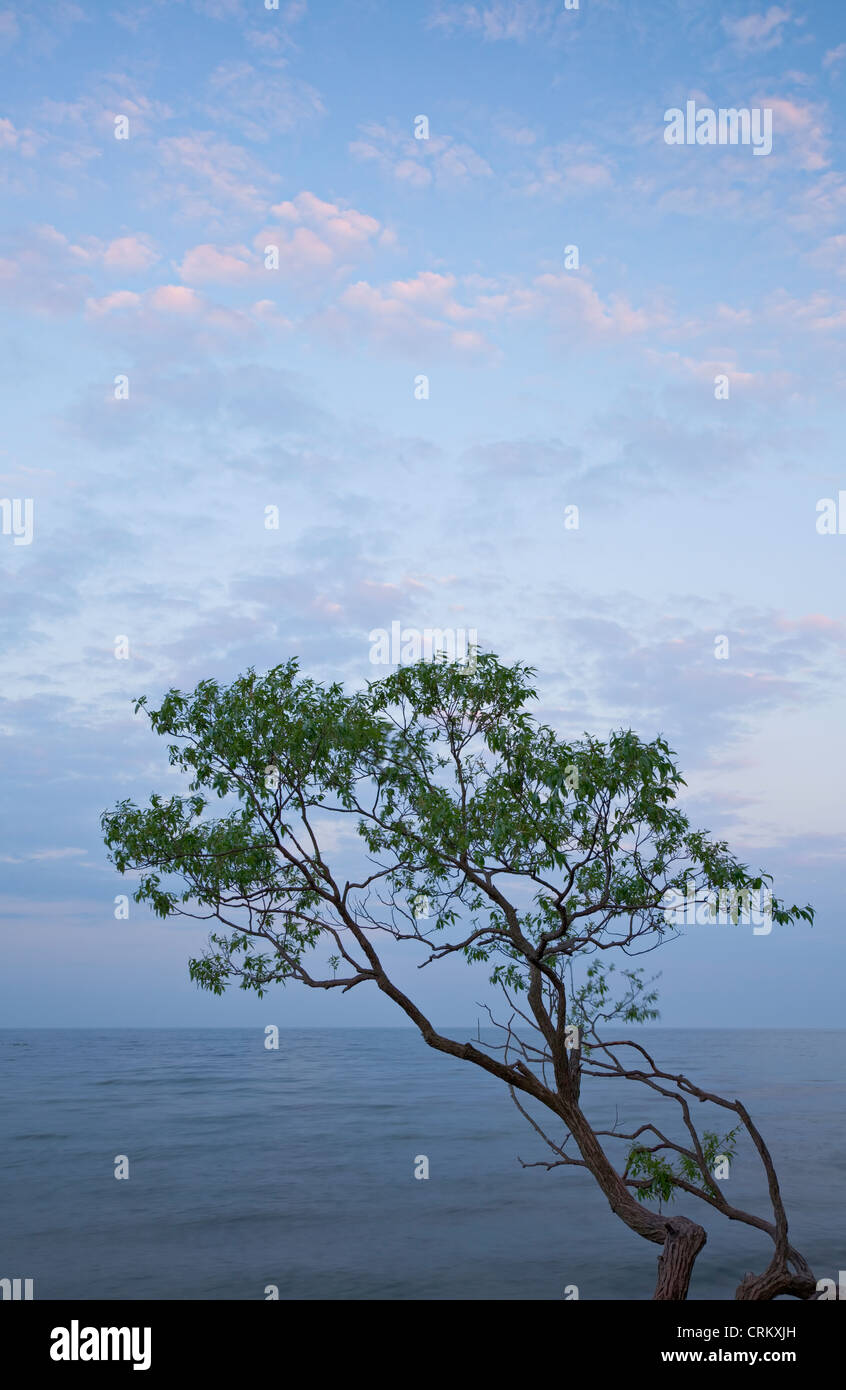 Tree over Lake Ontario during sunset, Oakville, Ontario, Canada. Stock Photo