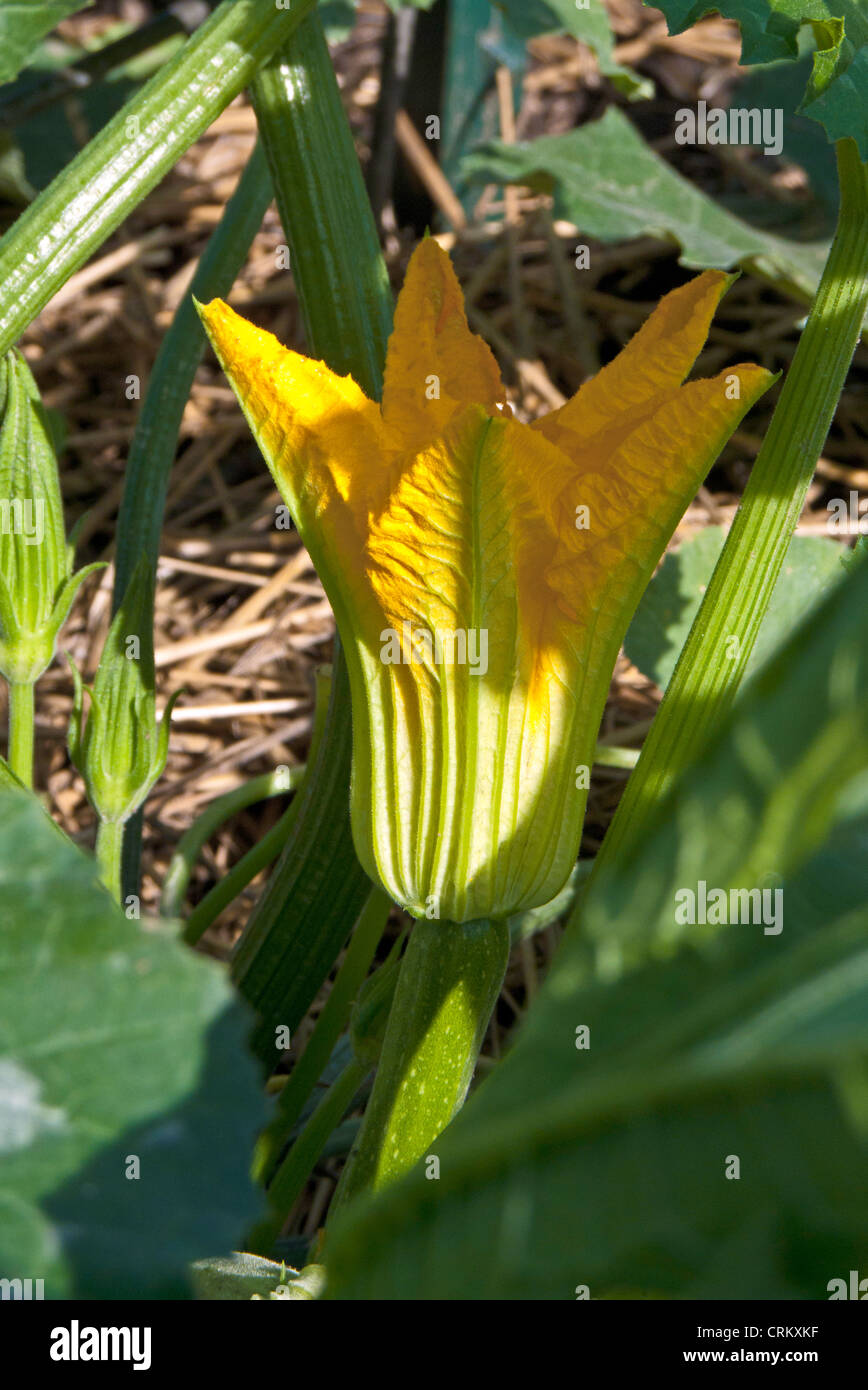 Squash blossom blooming in vegetable garden, Clinton MO, USA Stock