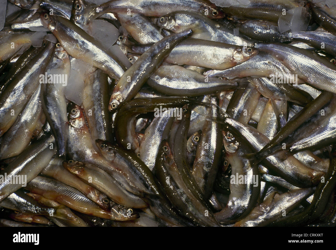 People of sardine movement hires stock photography and images Alamy