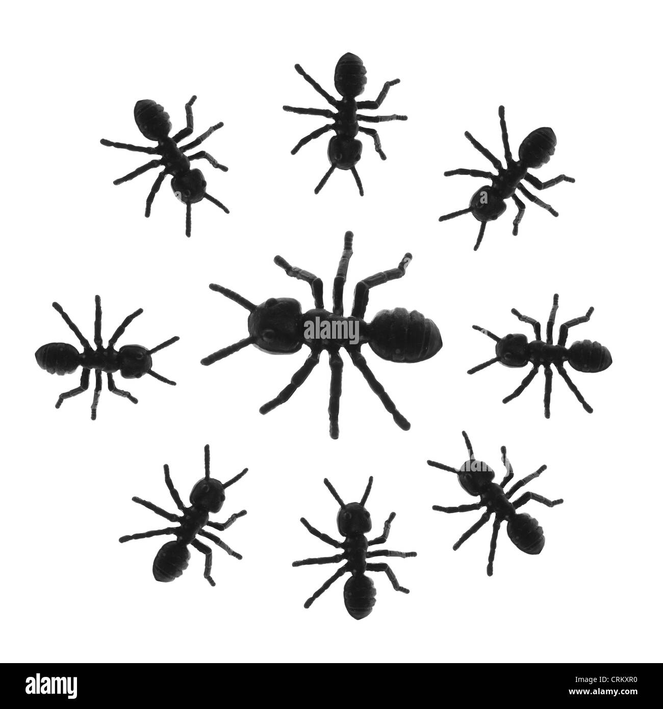 Ants isolated on white Black and White Stock Photos & Images - Alamy