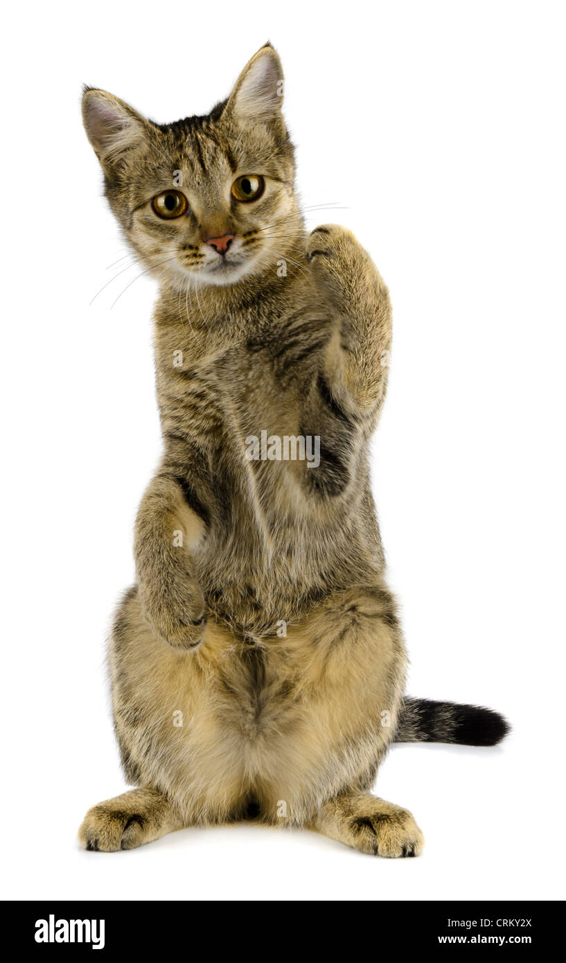 Young tabby cat isolated on white Stock Photo