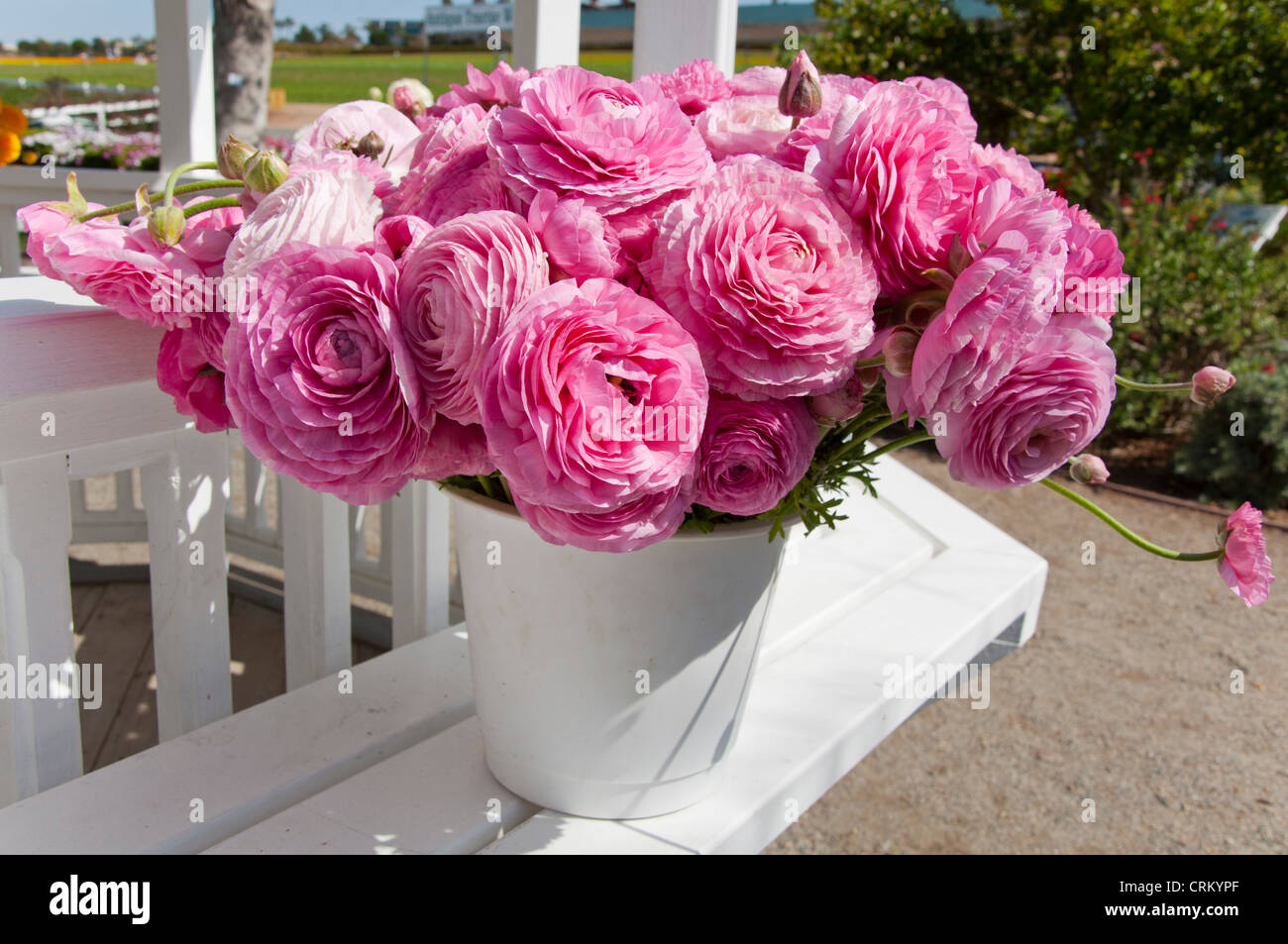 Ranunculus flower in vase Stock Photo Alamy