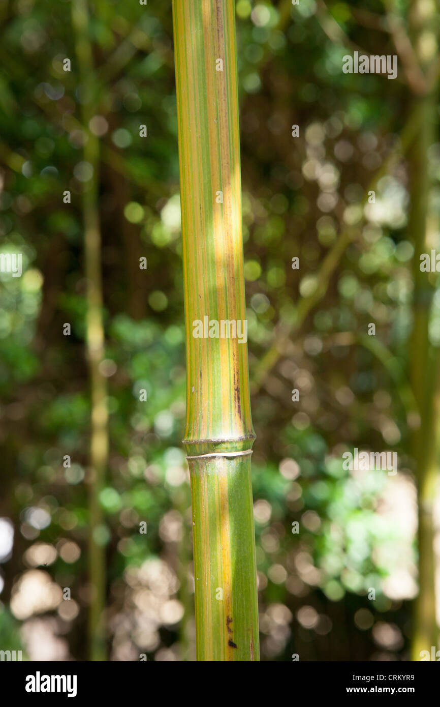 Chusquea gigantea syn. C. Breviglumis Bamboo Stock Photo