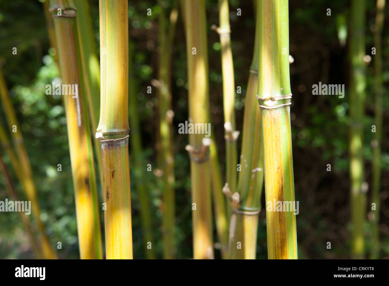 Chusquea gigantea syn. C. Breviglumis Bamboo Stock Photo - Alamy
