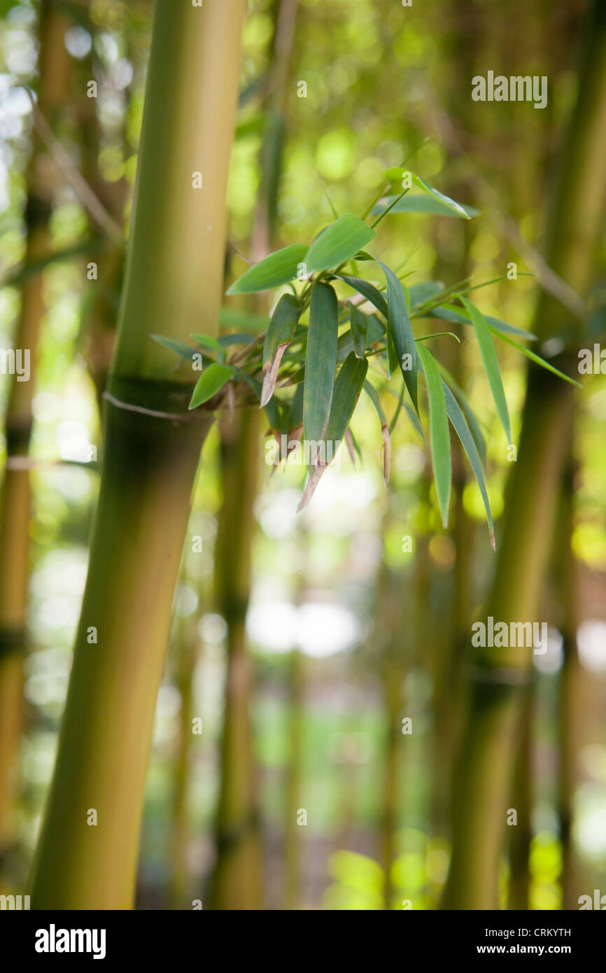 Chusquea gigantea syn. C. Breviglumis Bamboo Stock Photo