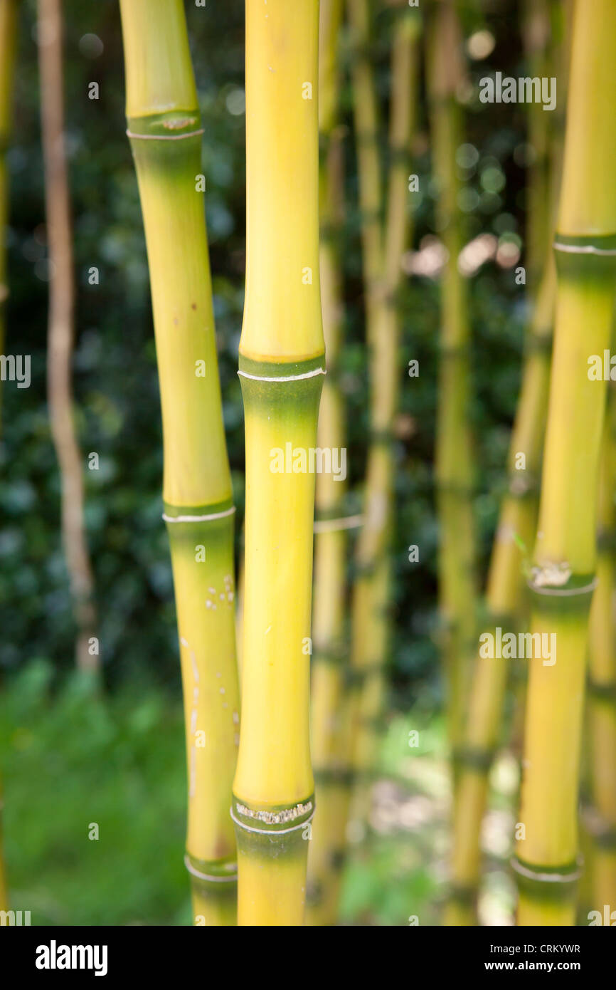 Chusquea gigantea syn. C. Breviglumis Bamboo Stock Photo