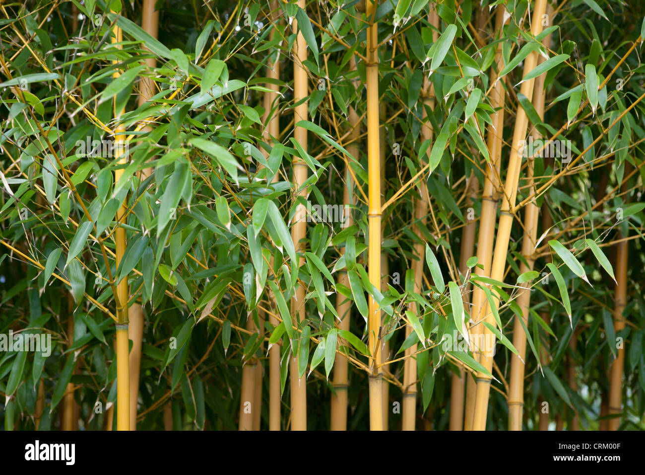 Phyllostachys aureosulcata 'Aureocaulis'. Yellow Stem Bamboo or Golden Crookstem Stock Photo
